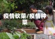 疫情砍菜/疫情种菜
