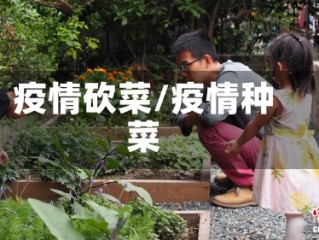 疫情砍菜/疫情种菜