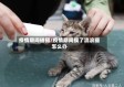 疫情期间碰猫/疫情期间摸了流浪猫怎么办
