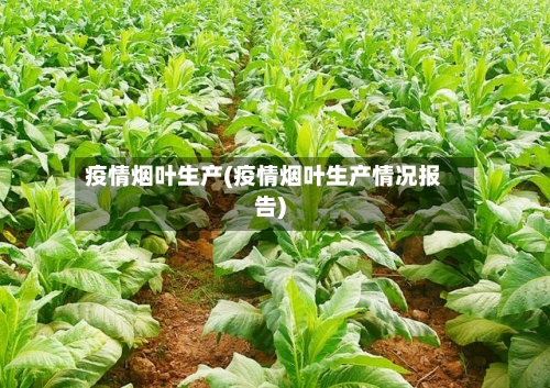 疫情烟叶生产(疫情烟叶生产情况报告)-第2张图片