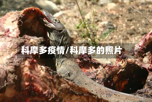 科摩多疫情/科摩多的照片-第1张图片