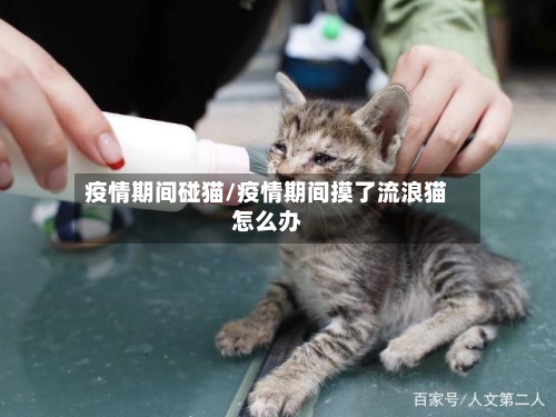 疫情期间碰猫/疫情期间摸了流浪猫怎么办-第1张图片