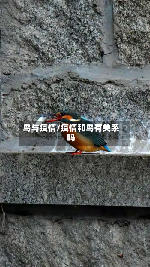 鸟与疫情/疫情和鸟有关系吗-第1张图片