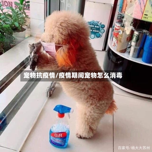 宠物抗疫情/疫情期间宠物怎么消毒-第3张图片