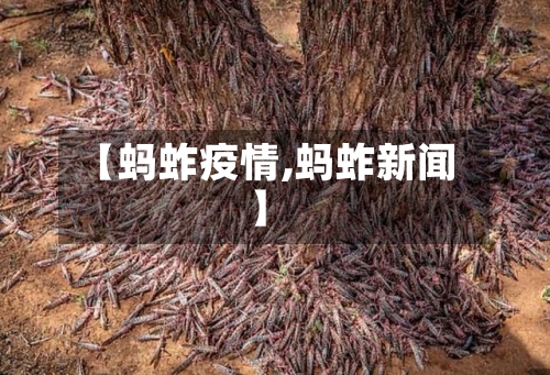 【蚂蚱疫情,蚂蚱新闻】-第2张图片